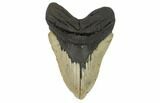 Fossil Megalodon Tooth - North Carolina #124902-1